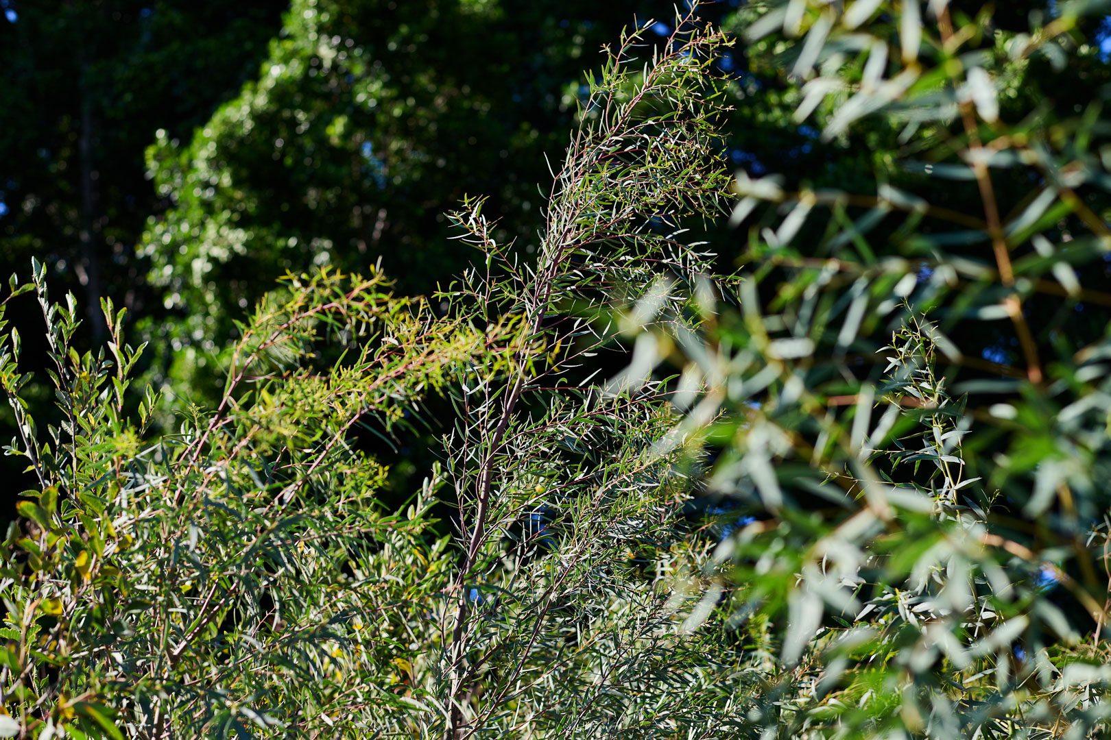 WA Weeping Peppermint tree