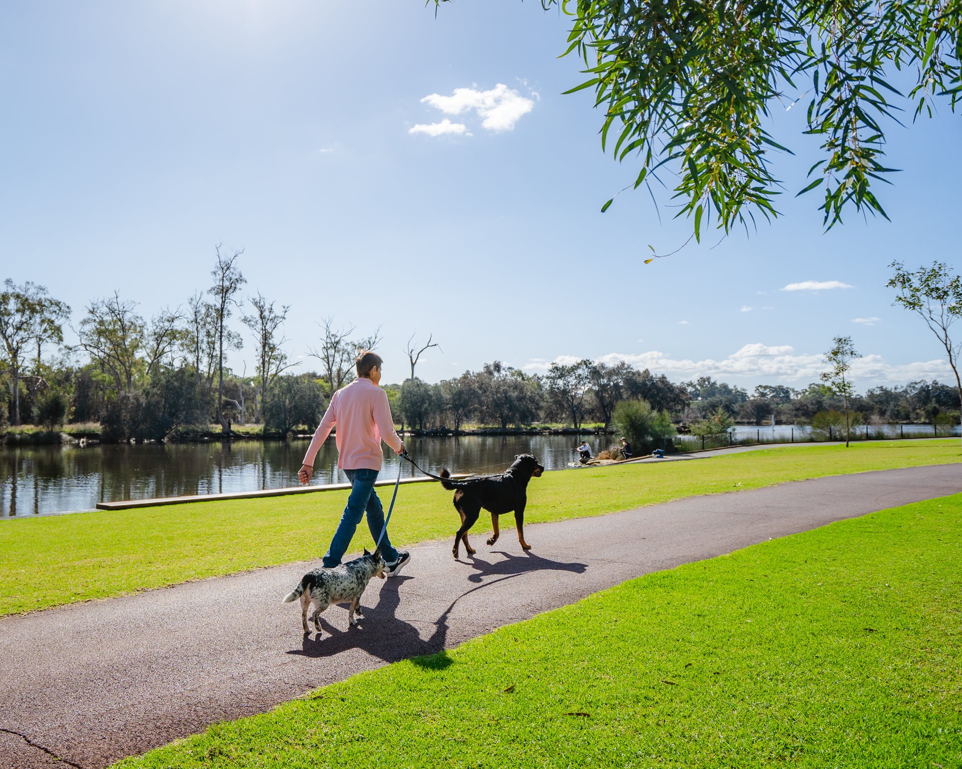 Person walking dogs at Garvey Park