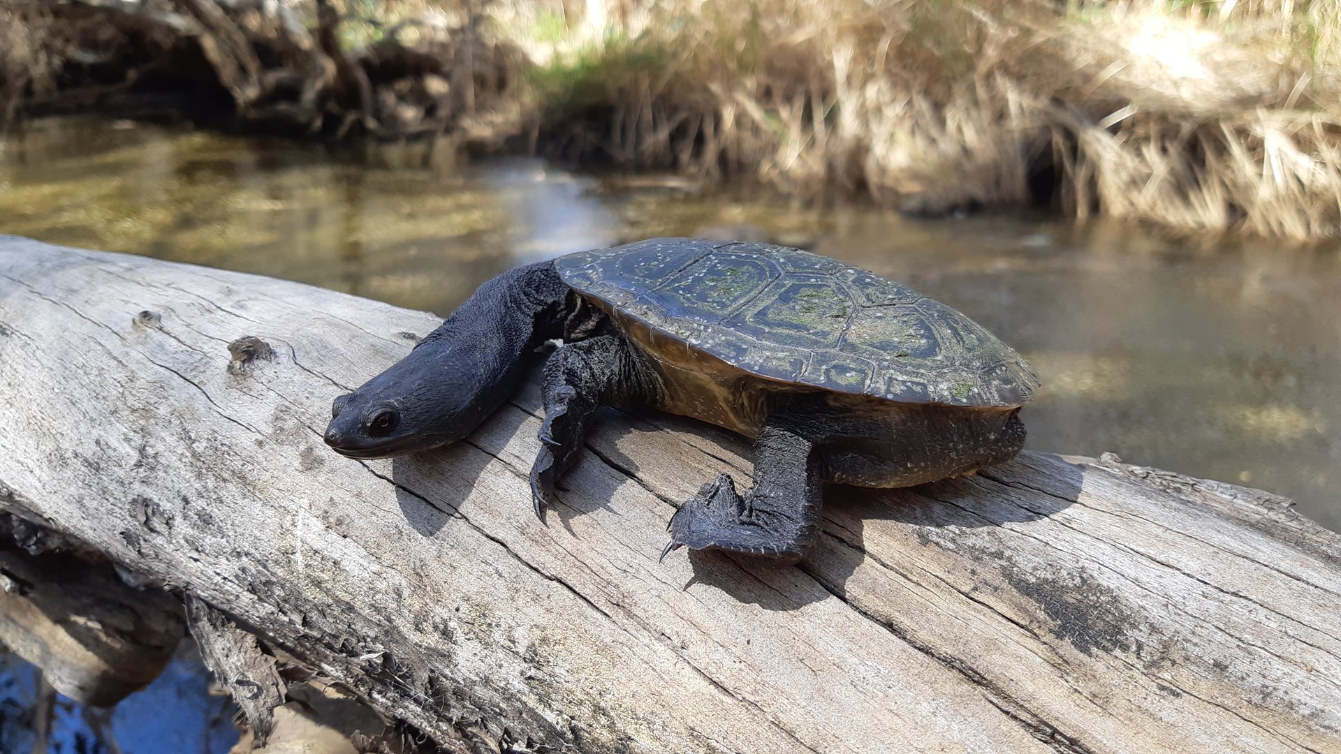 Snaked Necked Turtle