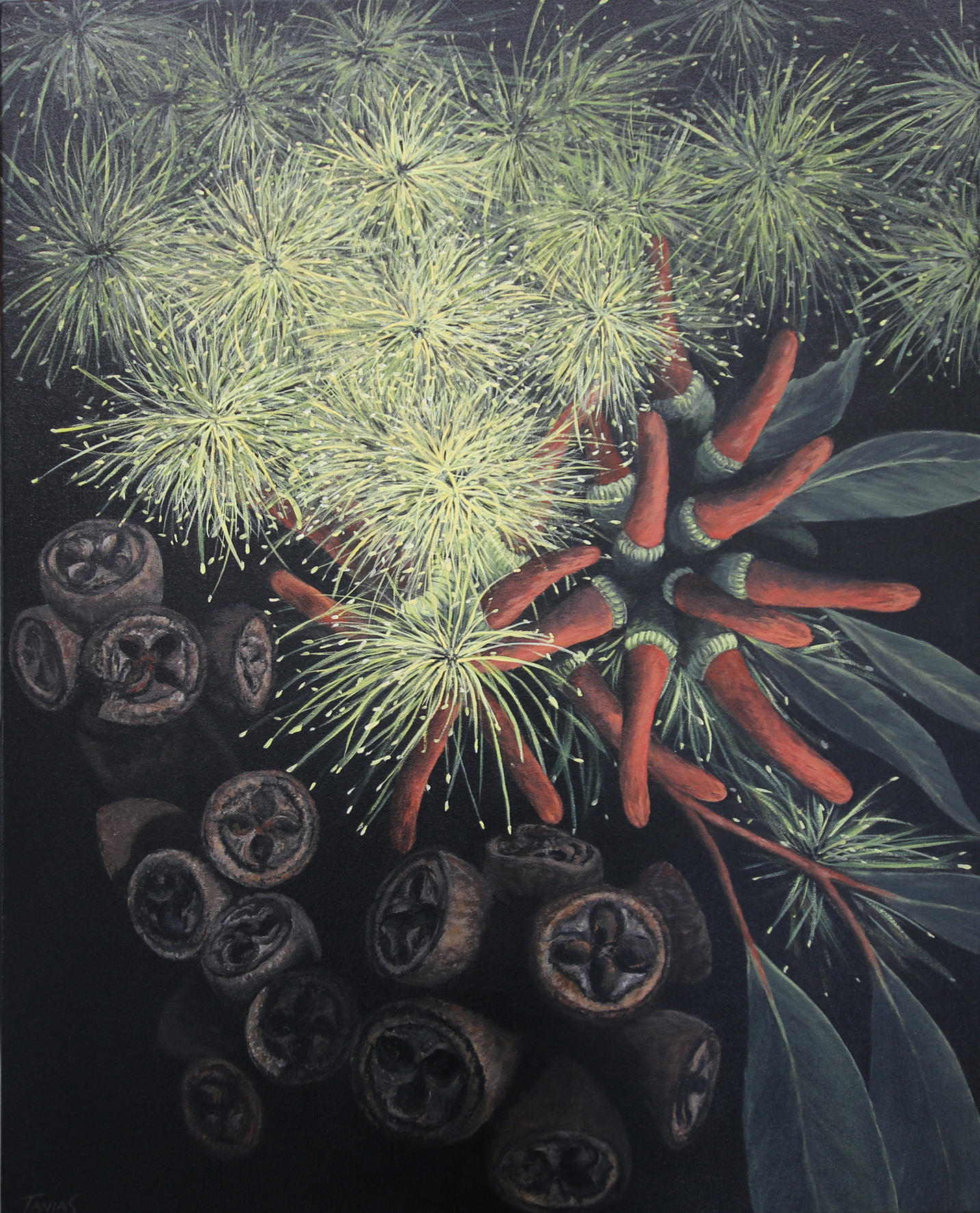 Tania Smith, 'Macaranda Celebration'