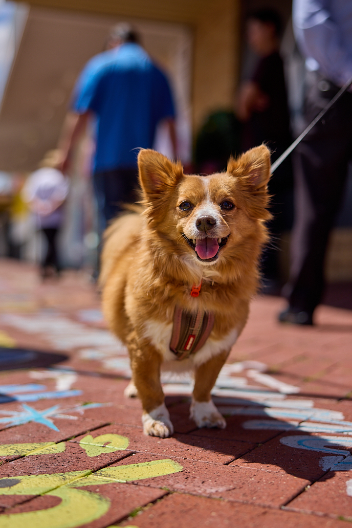 Image for The Locals Series | Paws in the Park