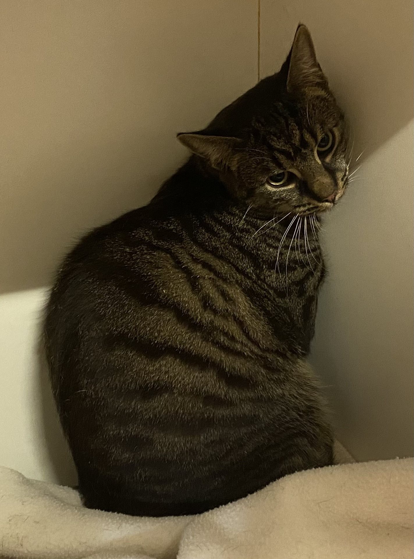 Impounded tabby cat with a white chest