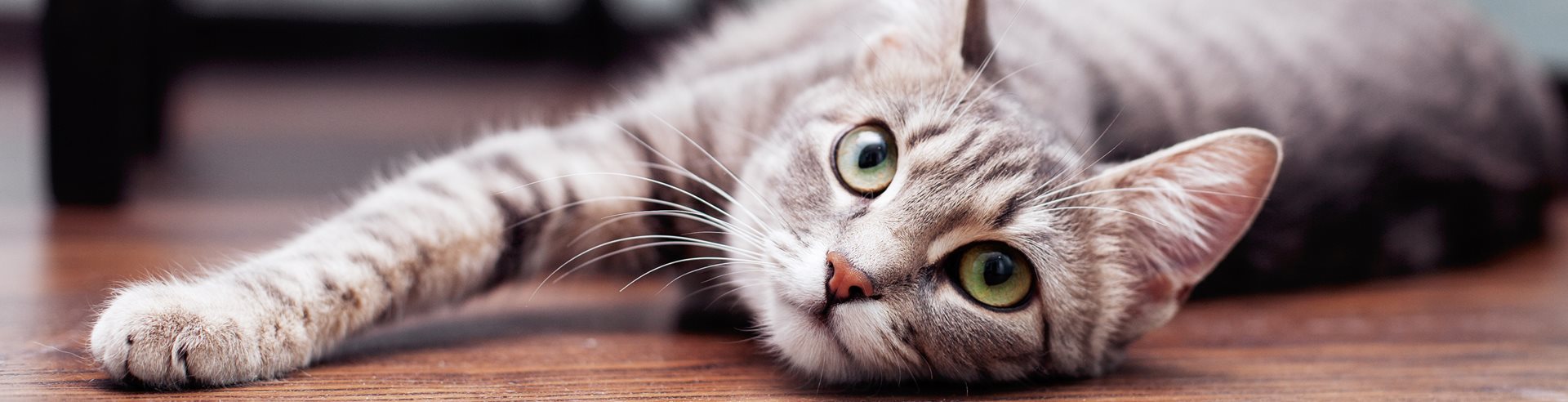 Cat lying down on the floor.