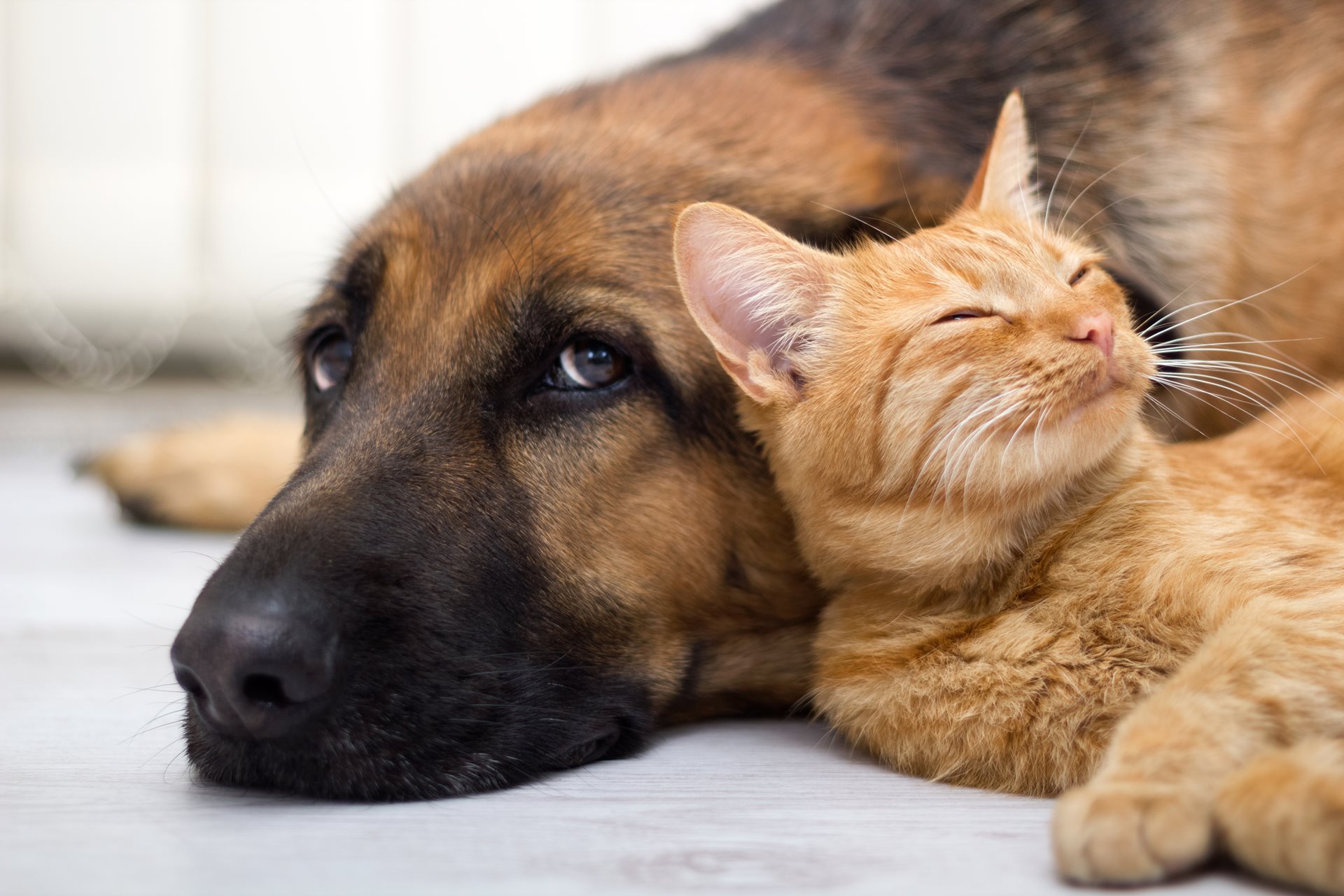 A dog and a cat lying down.