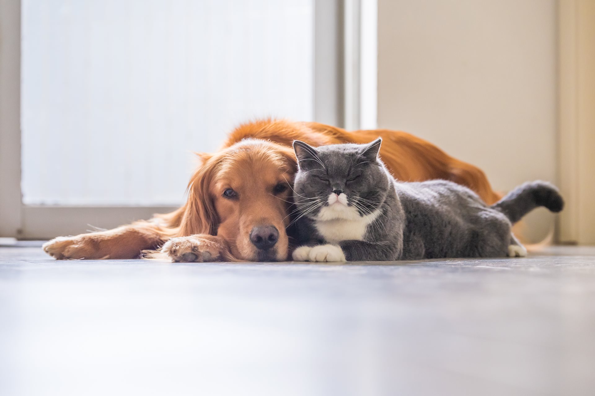 A dog and a cat lying down.