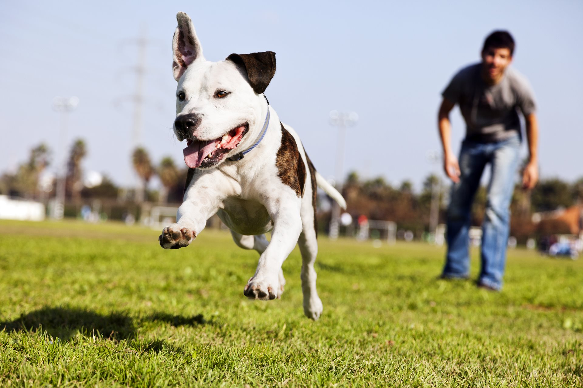 Dog running on an oval with its owner.