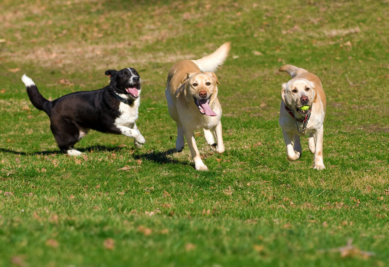 Three dogs playing on an oval.