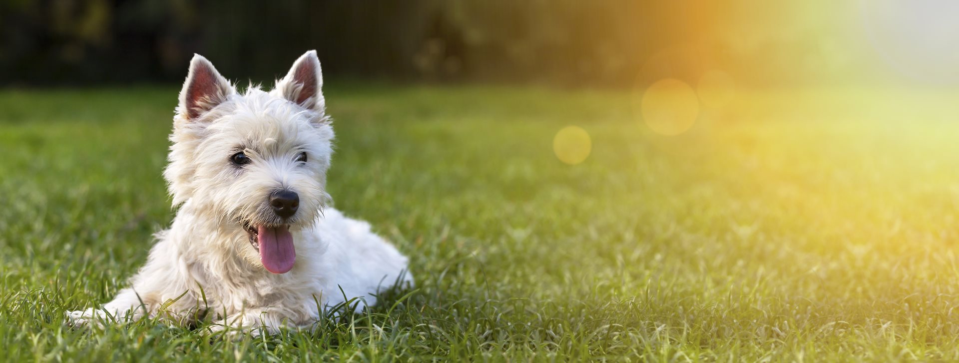 Small white dog lying in the grass.