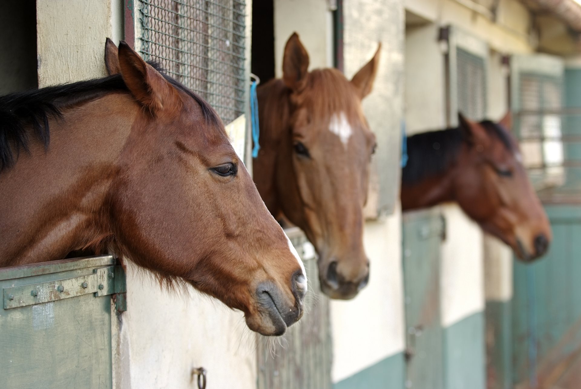 Horses in a stable.