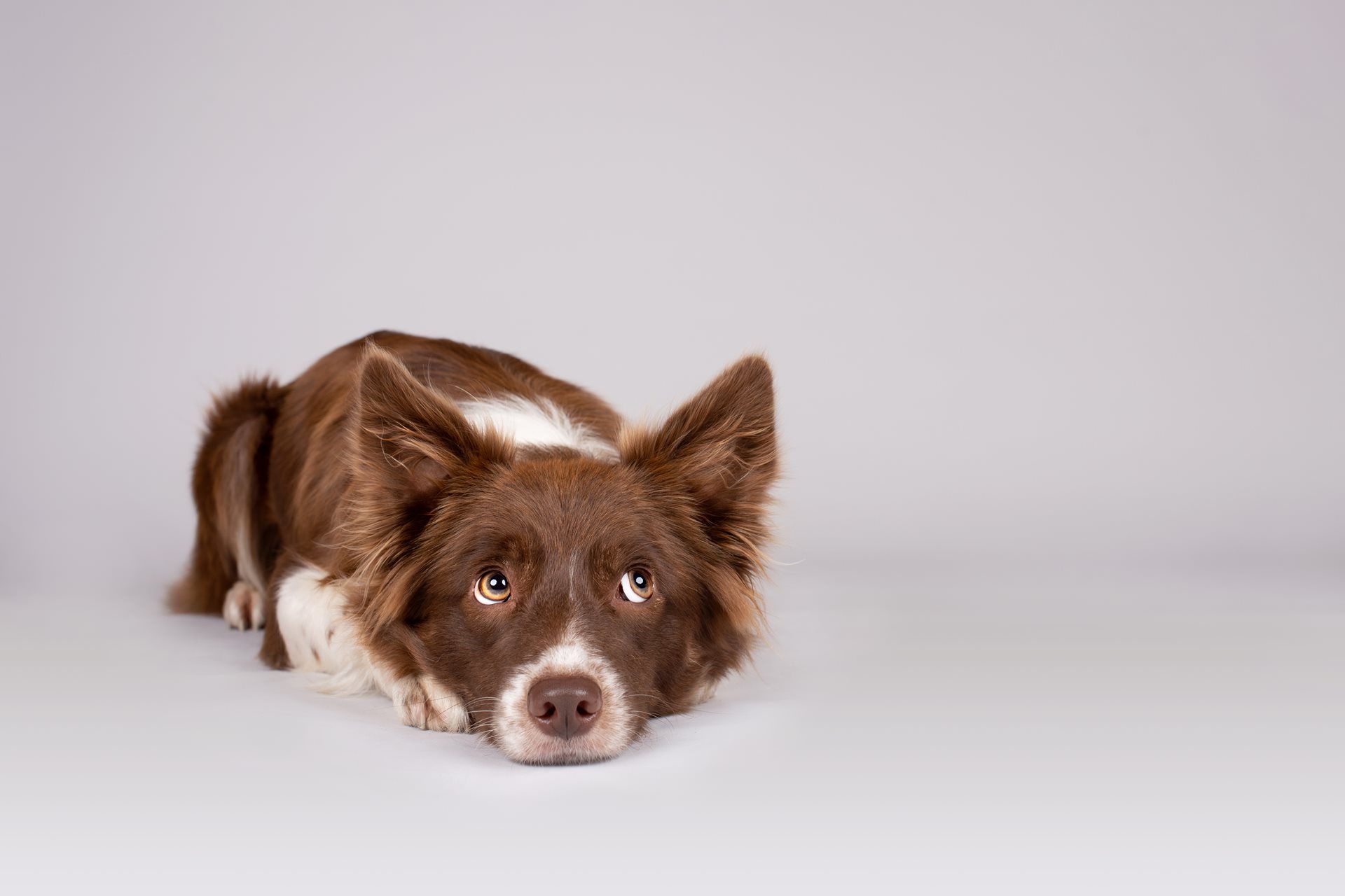 Sad dog lying in a gray room.