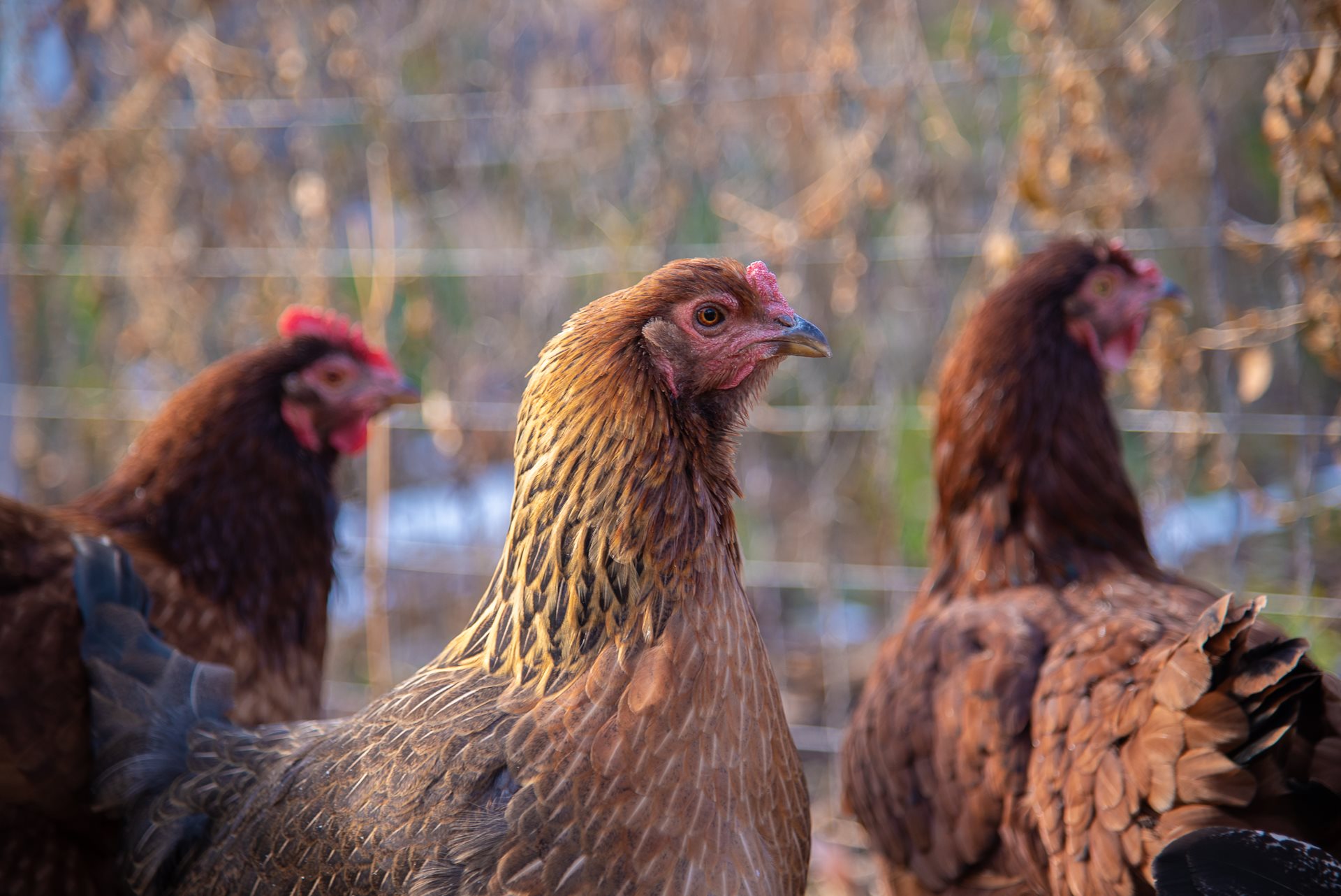 Group of chickens.