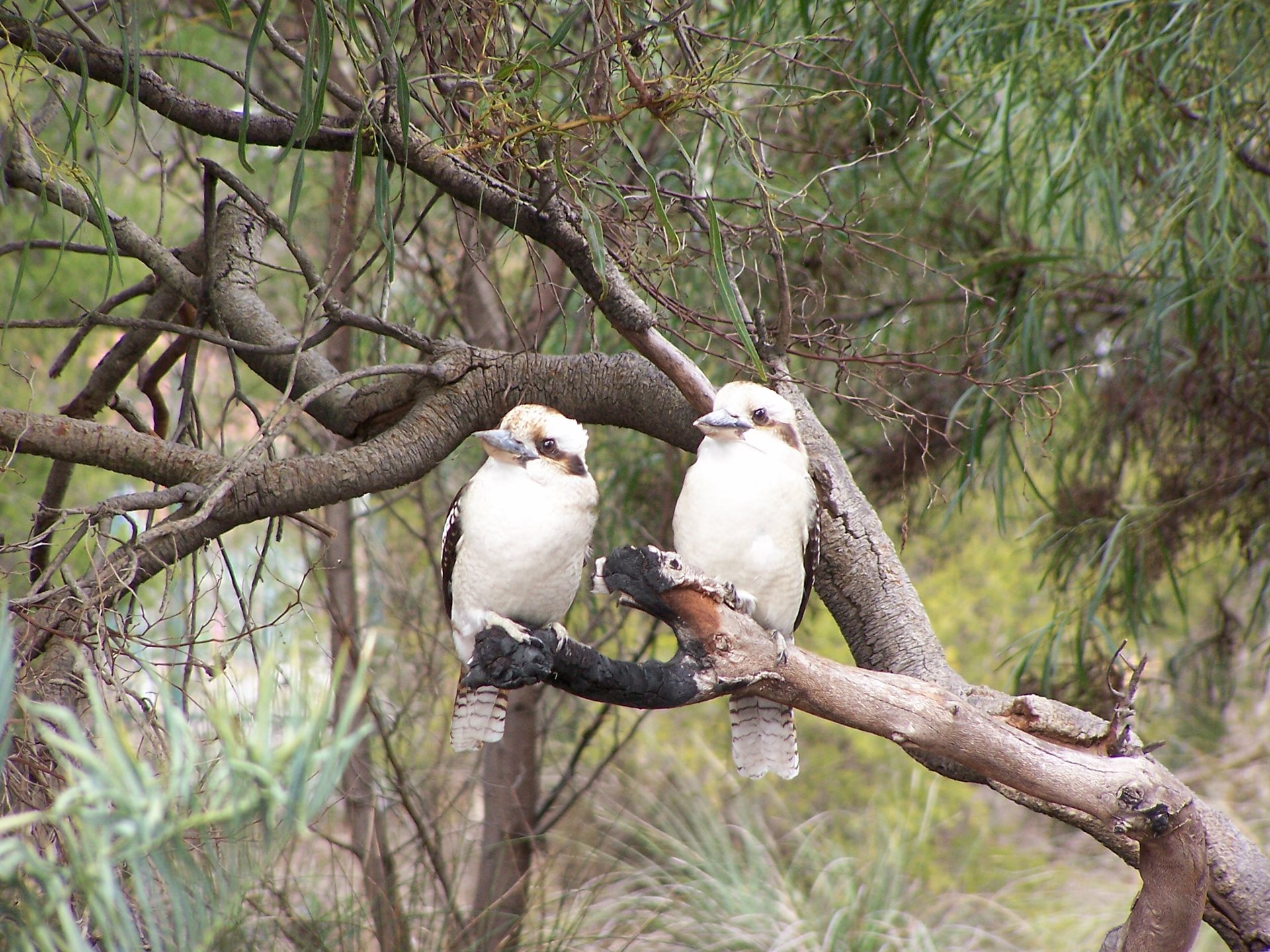 Two kookaburras on a branch.