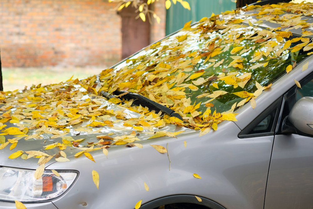 A car on the street covered in fallen leaves.