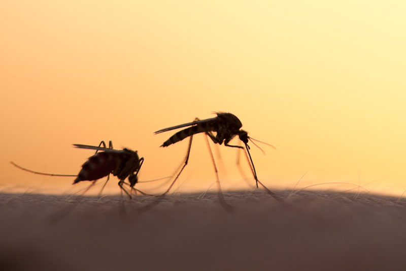 Mosquitoes on skin close up