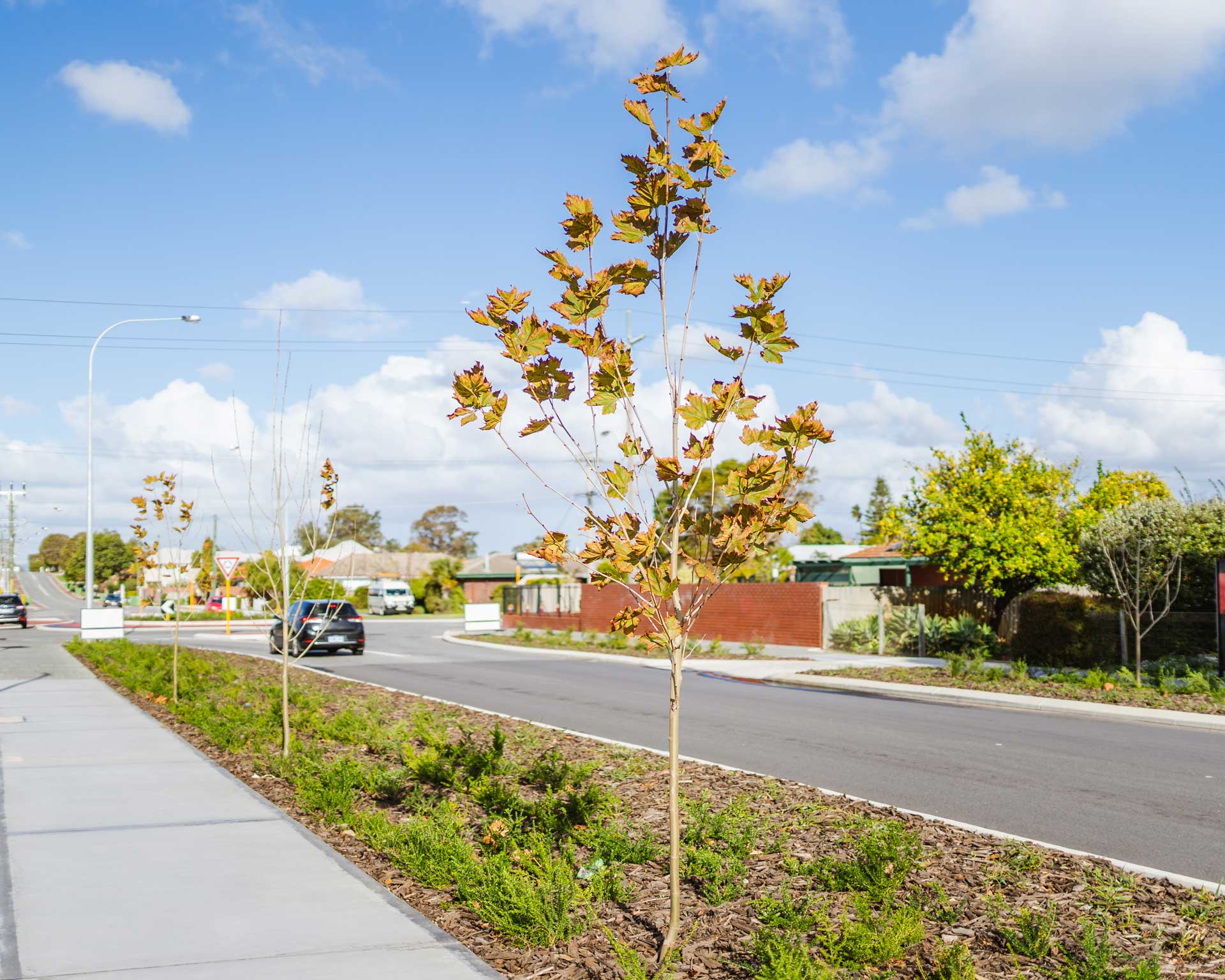 Trees on a street verge.