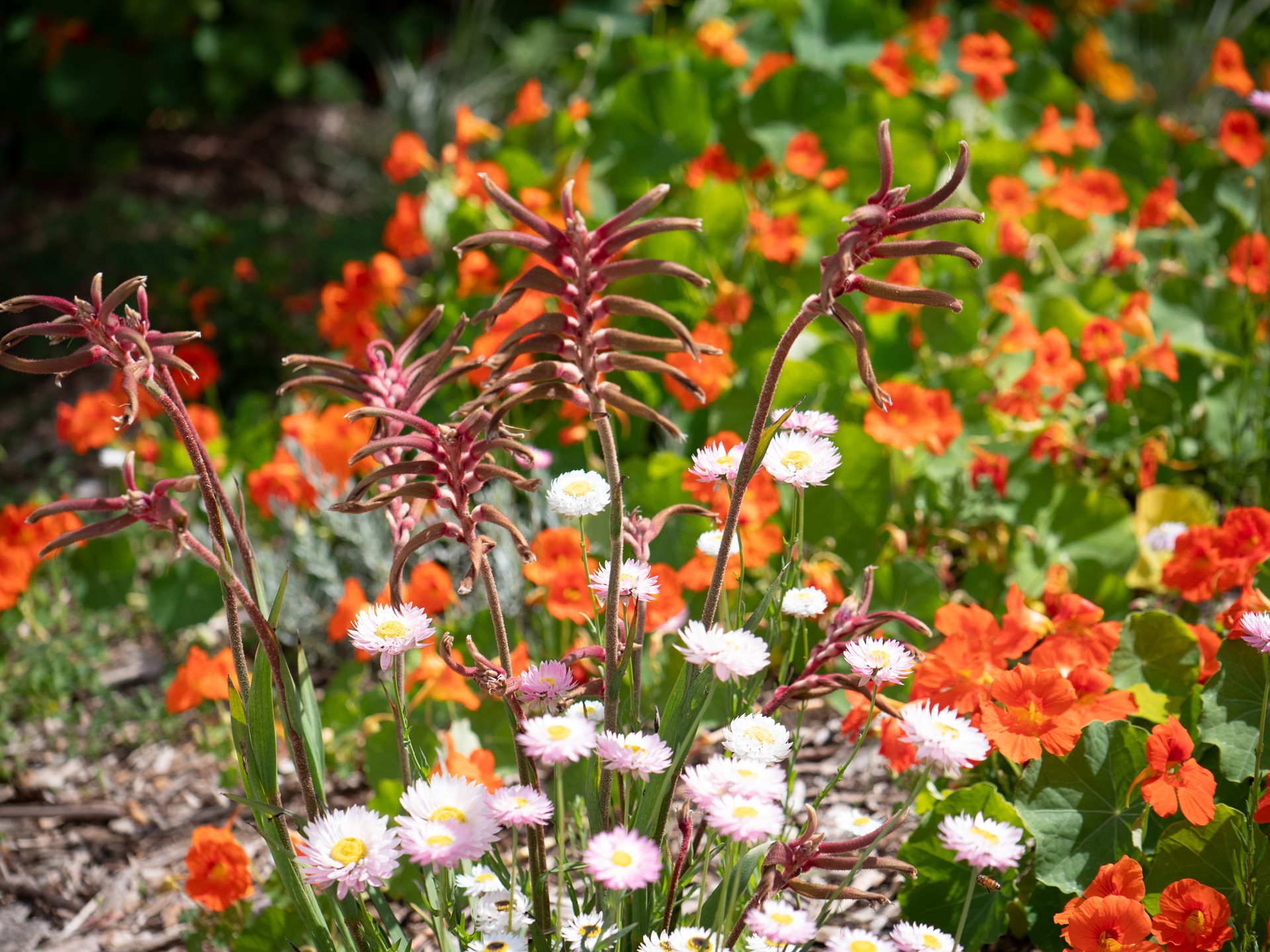 Two hands planting a native plant in mulch