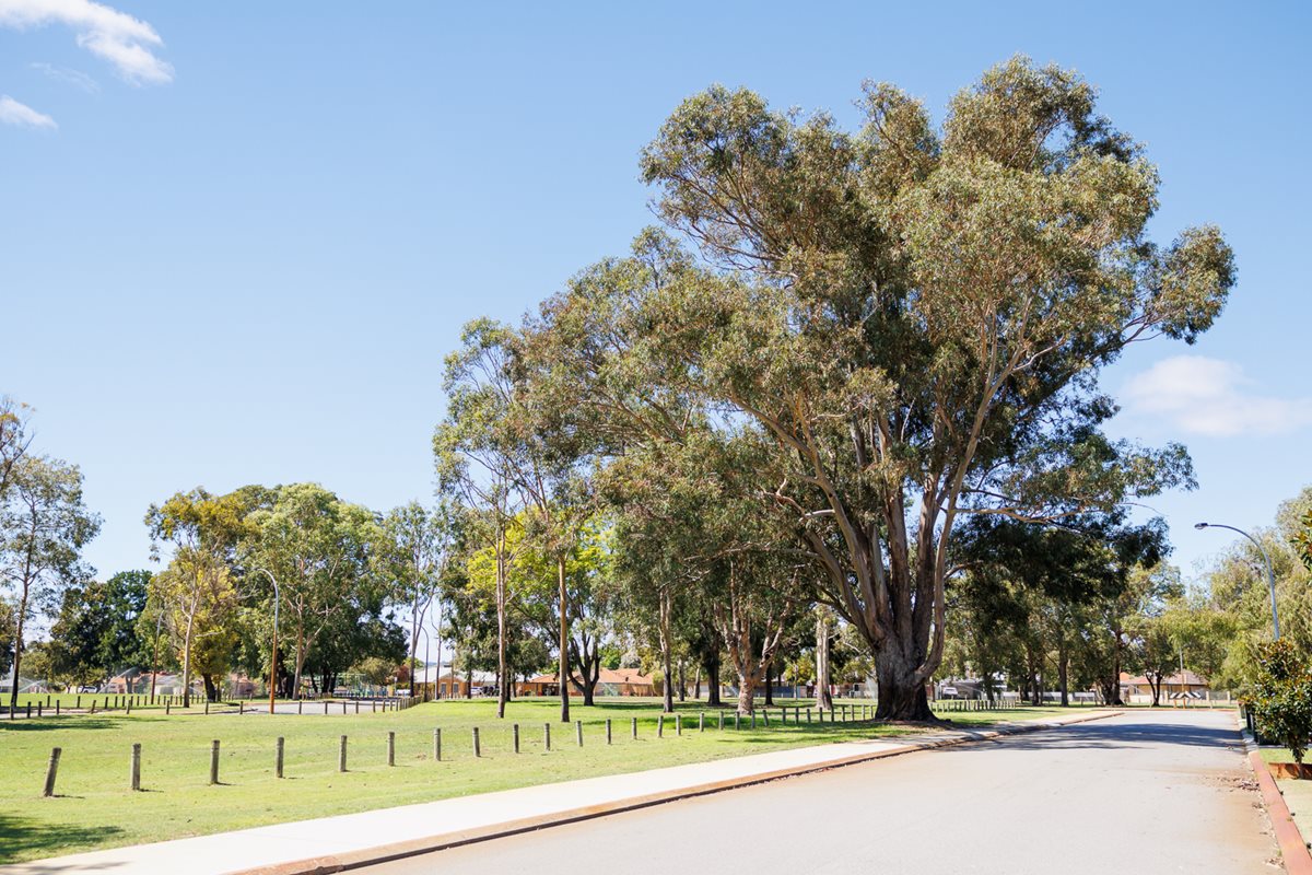 Large established street trees along a City of Belmont residential road.