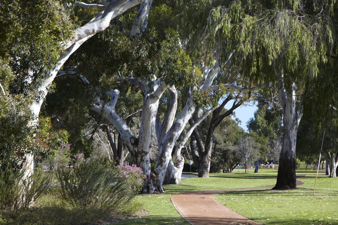 A path winds through some trees in a park