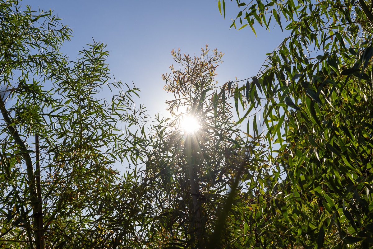 Trees