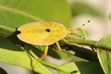 Citrus stink bug
