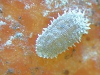 Citrus mealybug
