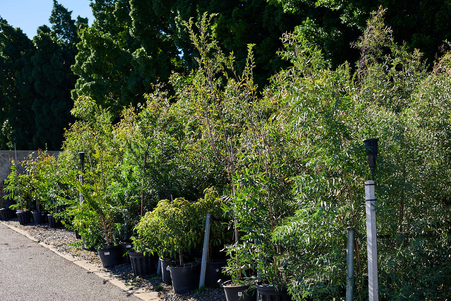 Trees for collection