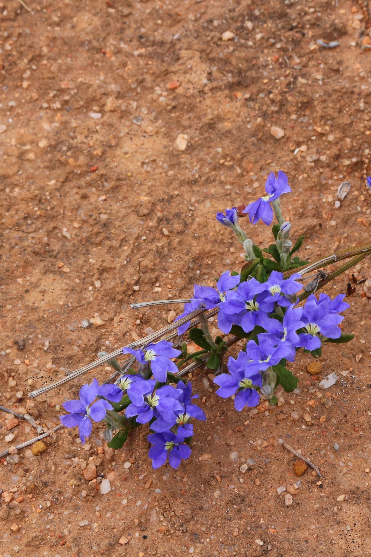 Dampiera linearis