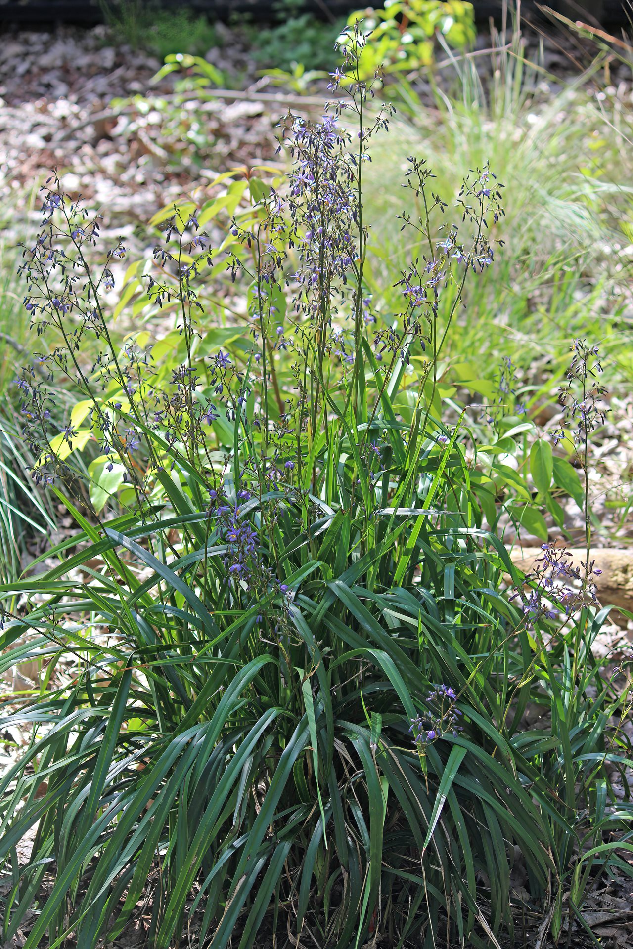 Dianella revoluta