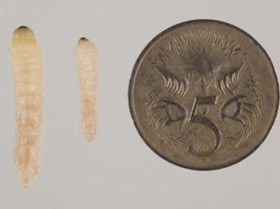 European house borer