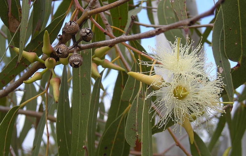 Eucalyptus toditana