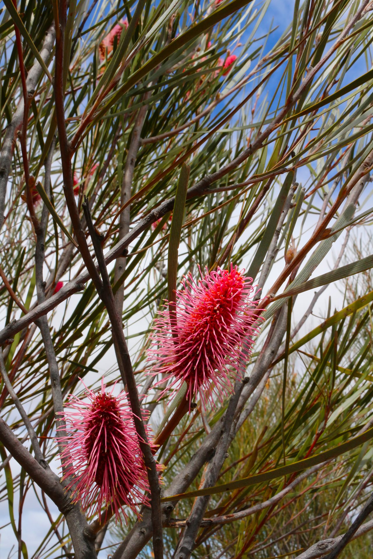 Hakea francisiana