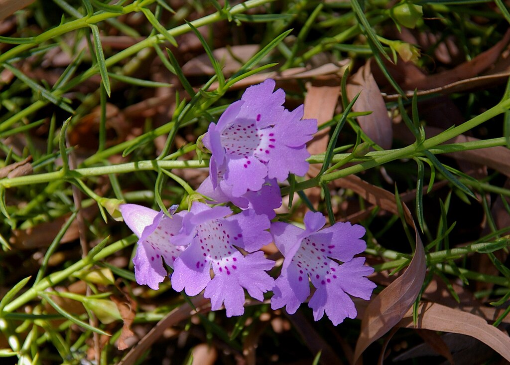 Hemiandra pungens