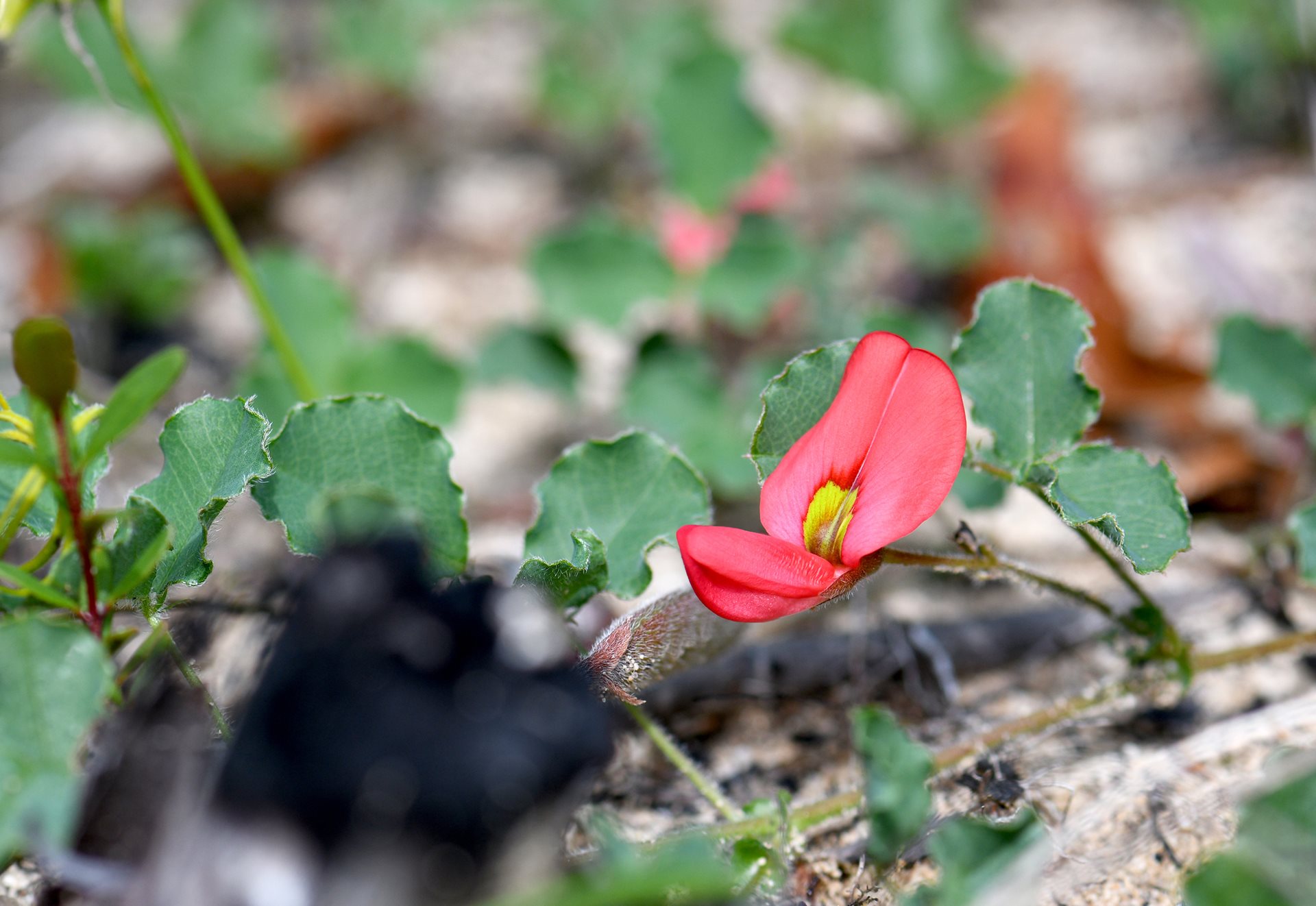 Kennedia prostrata