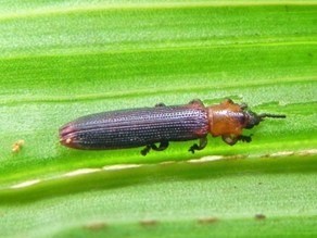 Leaf beetle