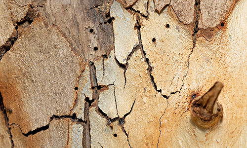 Beetle entry holes