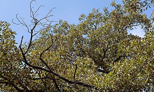 A fig tree with a visibly dead section of branches