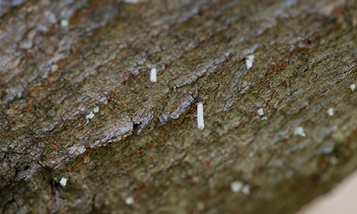Noodle-like frass exuding from holes in a tree branch