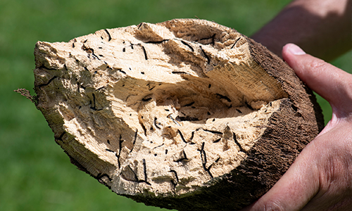 Galleries excavated by beetles visible in a branch