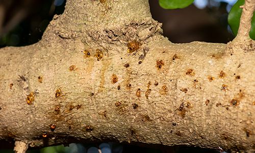 Gumming visible on a tree branch