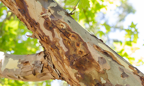 Discoloured and stained wood on a tree