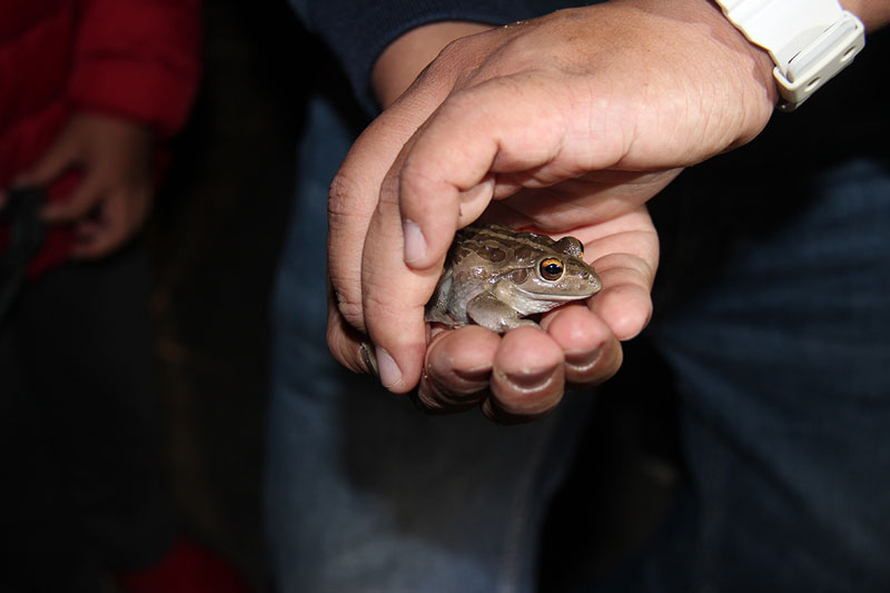 Man holding frog at Fauna Nightstalk.