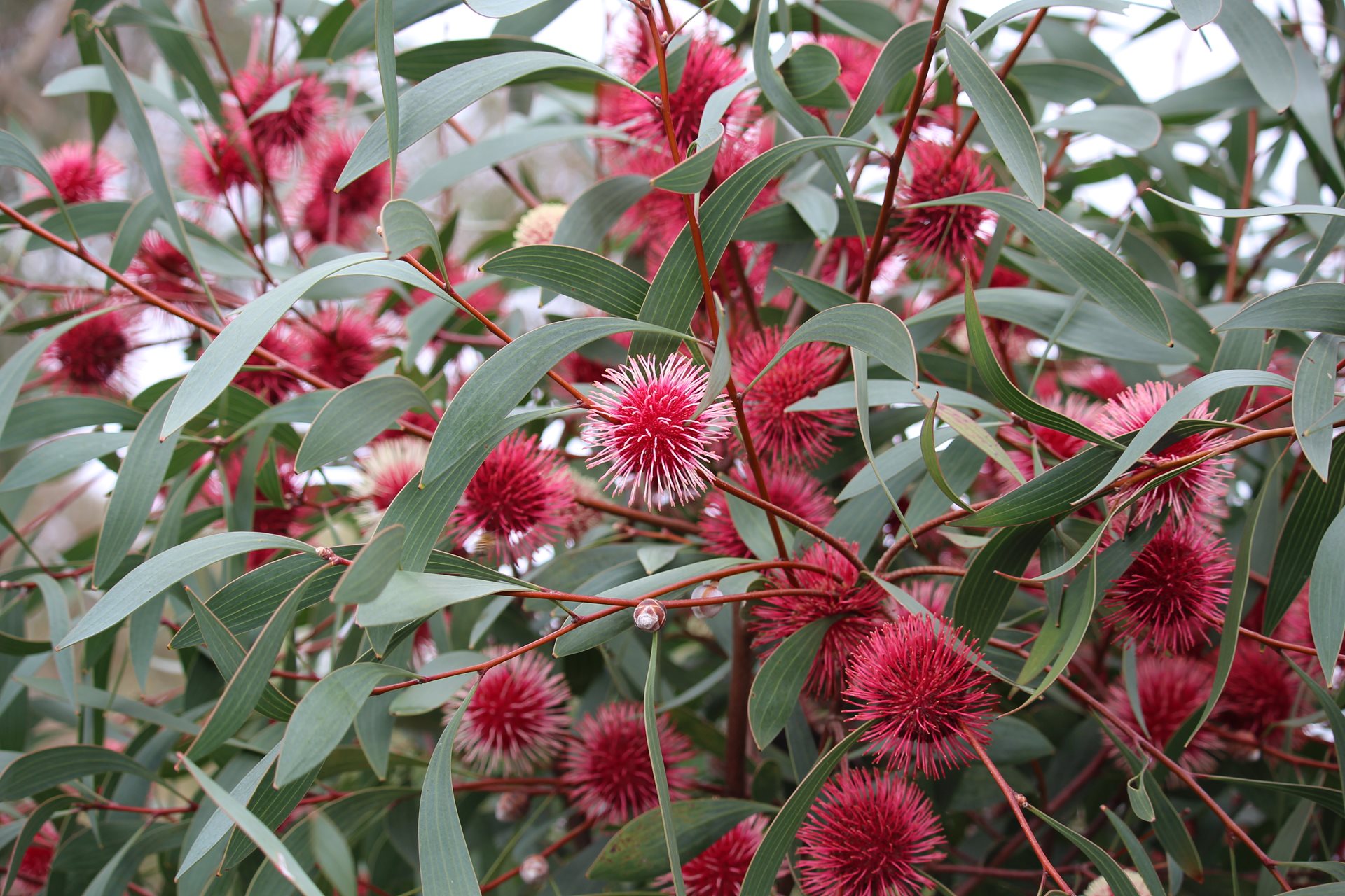 Pin-Cushion Hakea Tree