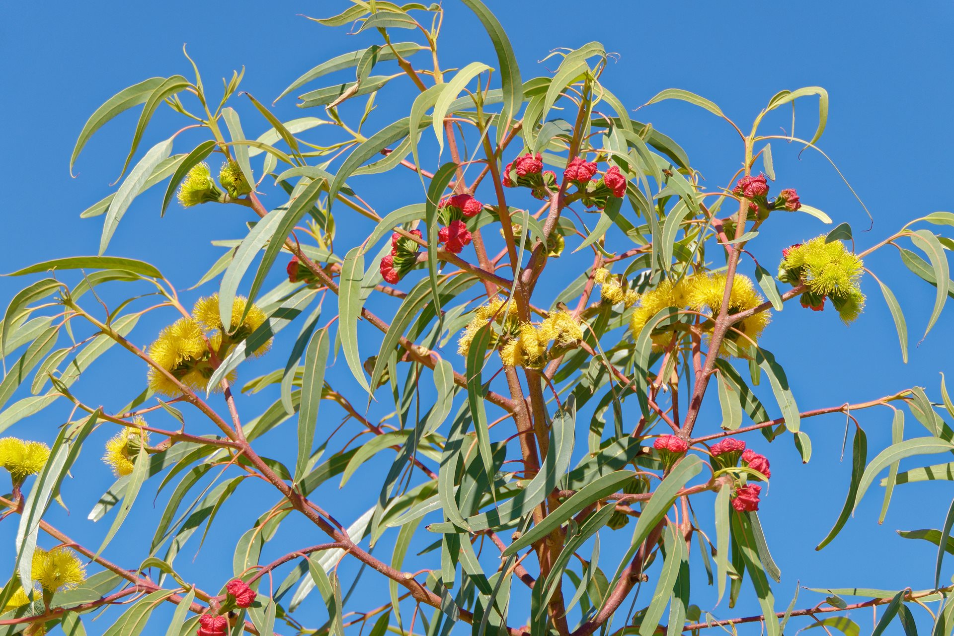 Red-capped gum/ llyarrie