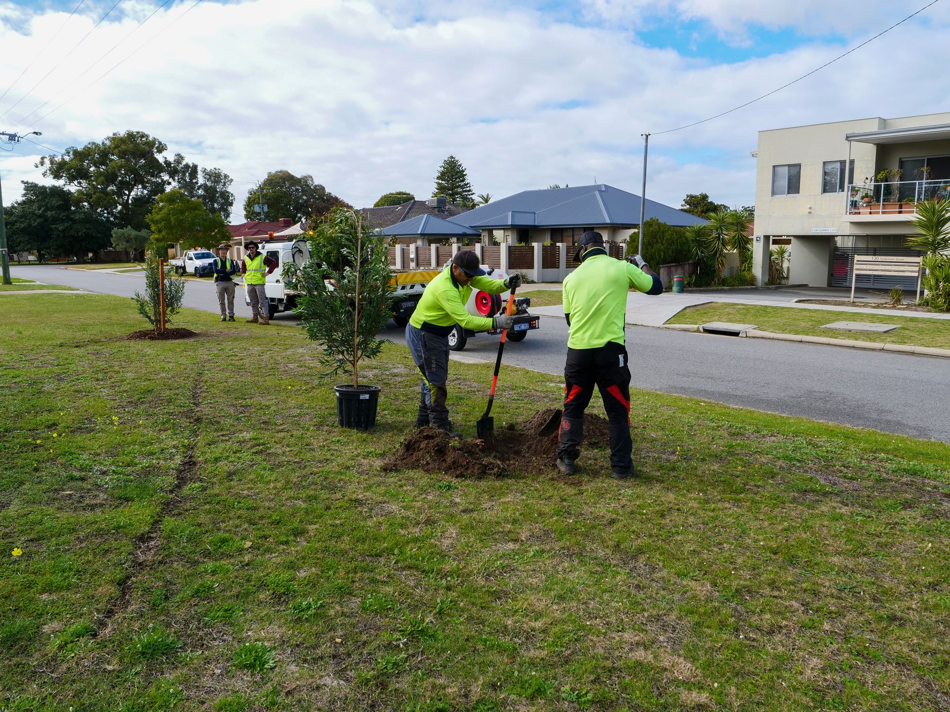 Street tree planting