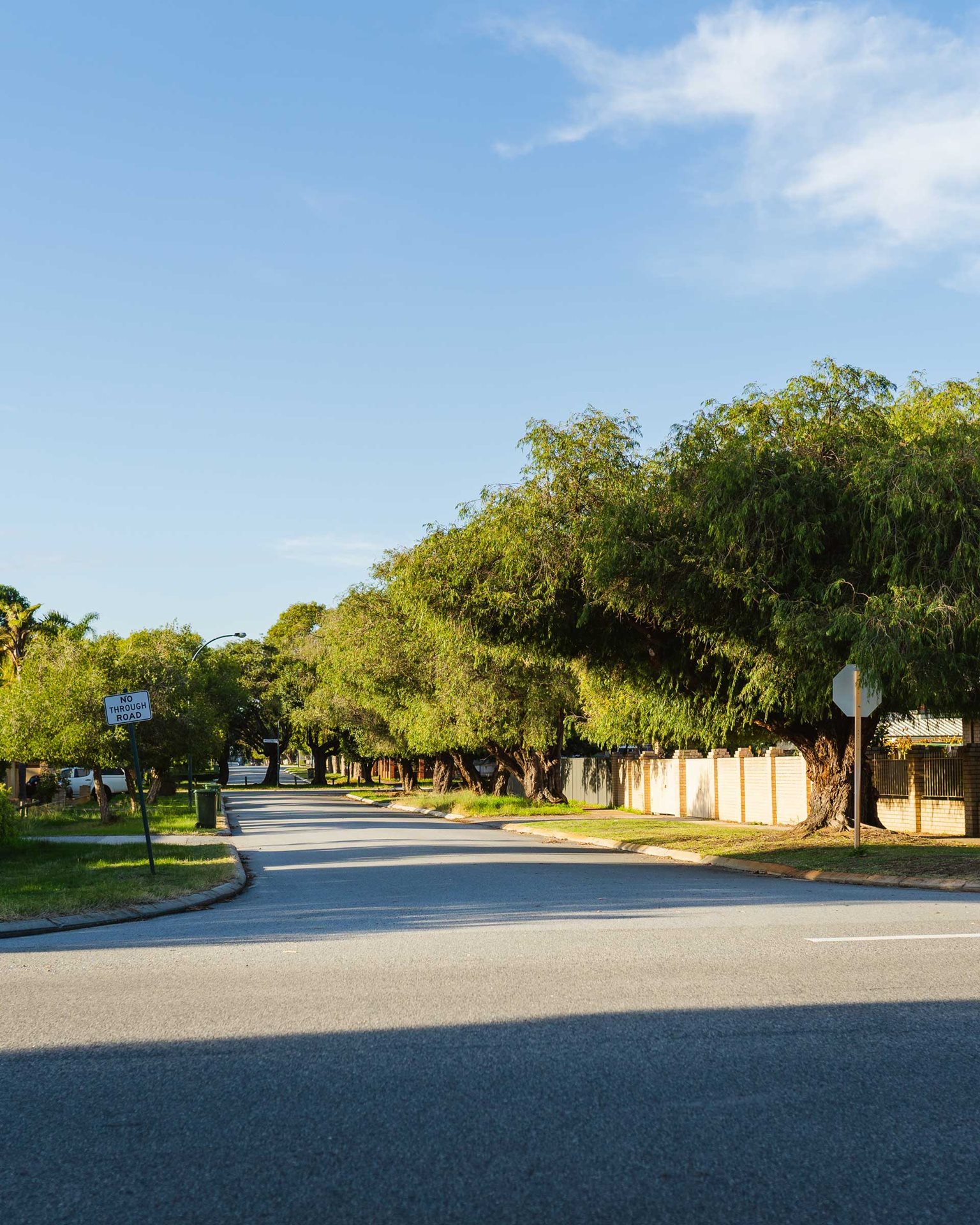 Verge trees in the streetscape.