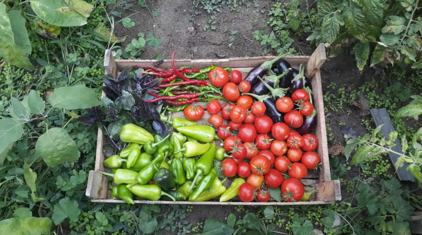 Image for Vegetable Gardening for Beginners