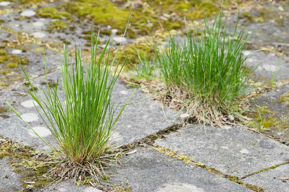 Weeds coming through pavement.