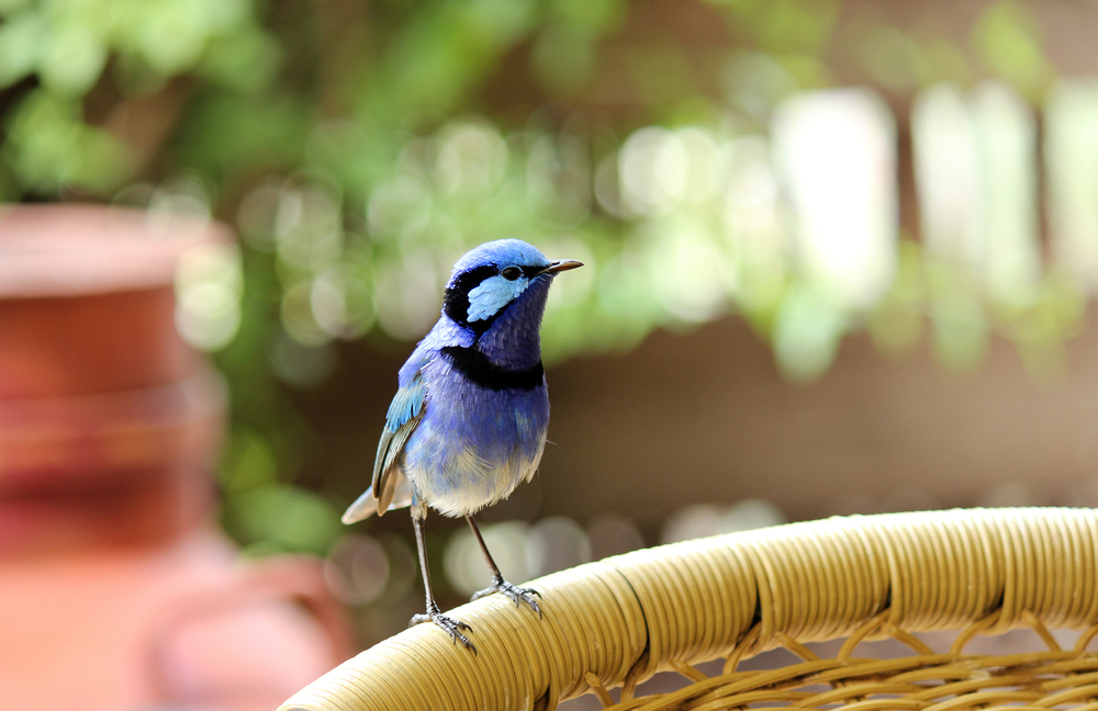 Bird at perching on chair