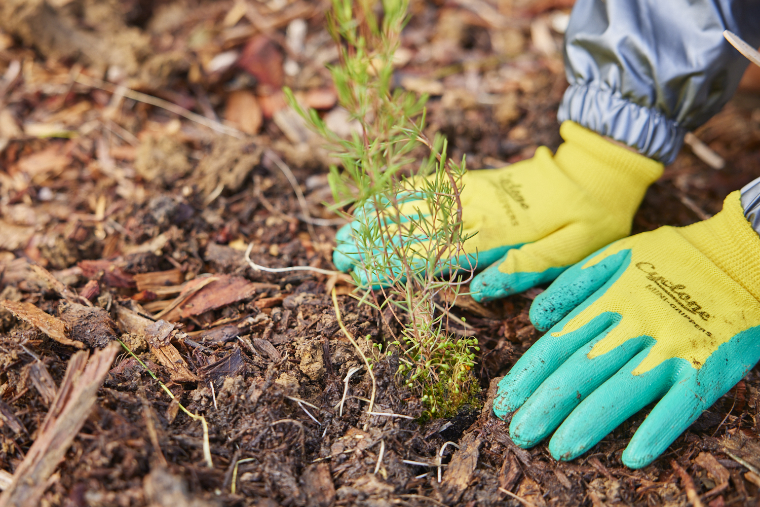 Two hands planting a native plant in mulch