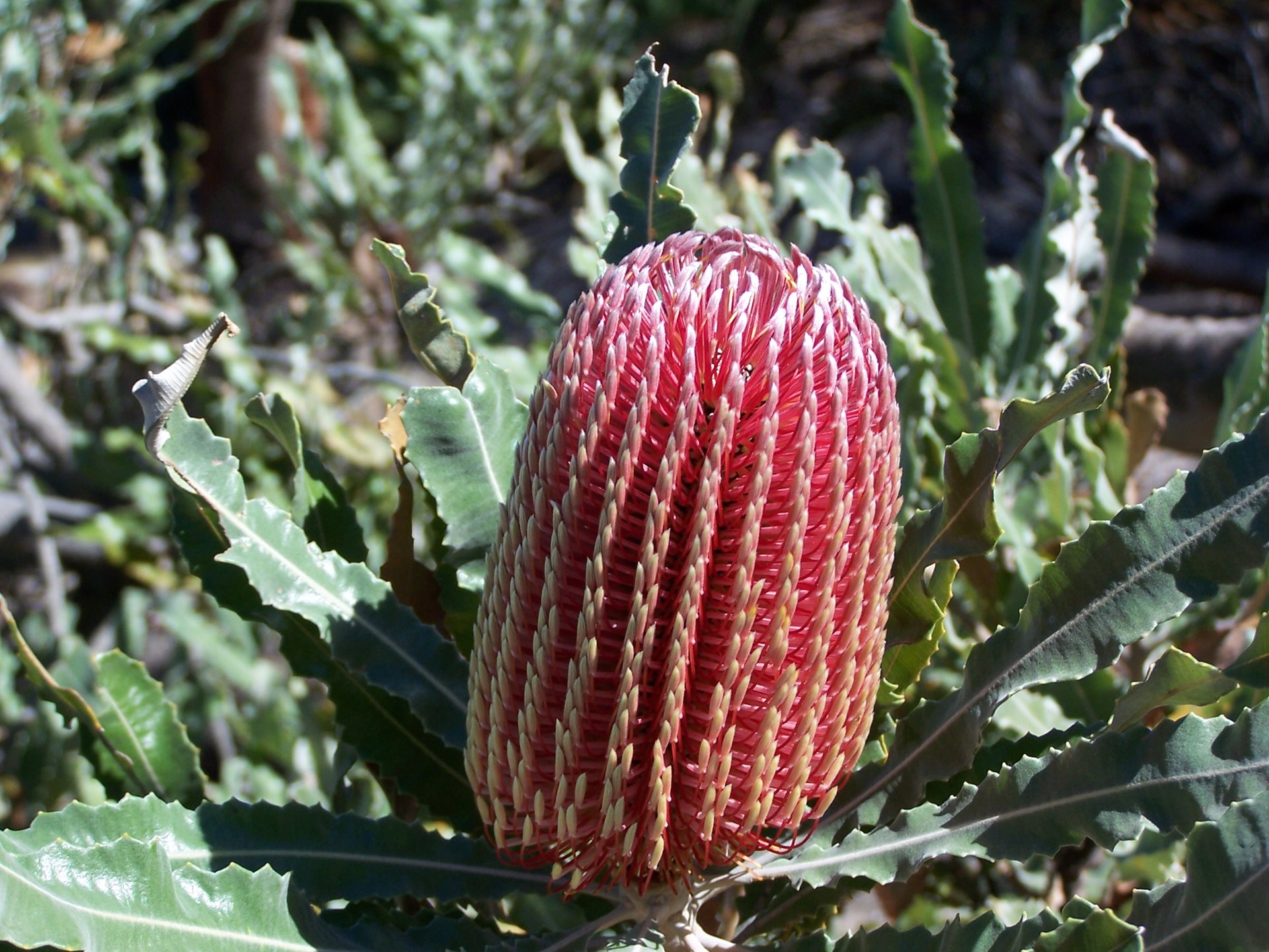 Banksia tree